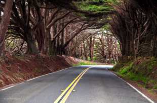 The Cypress Tunnel-9888-2.jpg